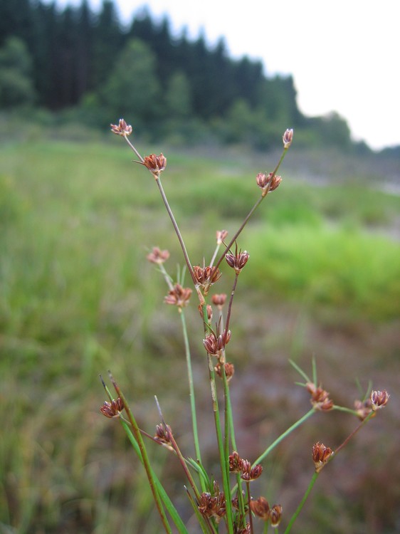 Juncus bulbosus